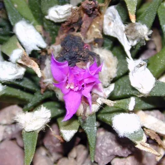 Ariocarpus agavioides, slender finger-like tubercles with a magenta flower