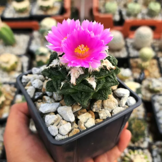 Ariocarpus bravoanus subsp. hintonii, small dark plant with a magenta flower