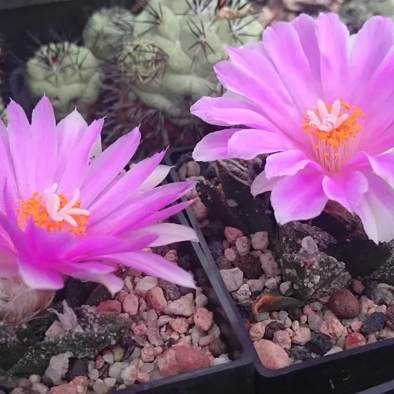 Ariocarpus bravoanus subsp. bravoanus in flower with magenta blooms