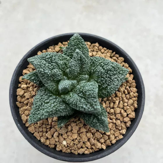 Ariocarpus fissuratus cv. Godzilla (Cotton Flock type)