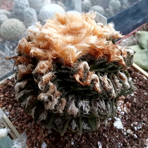 Ariocarpus bravoanus subsp. hintonii (formerly A. fissuratus var. hintonii), SB 1568, Matehuala