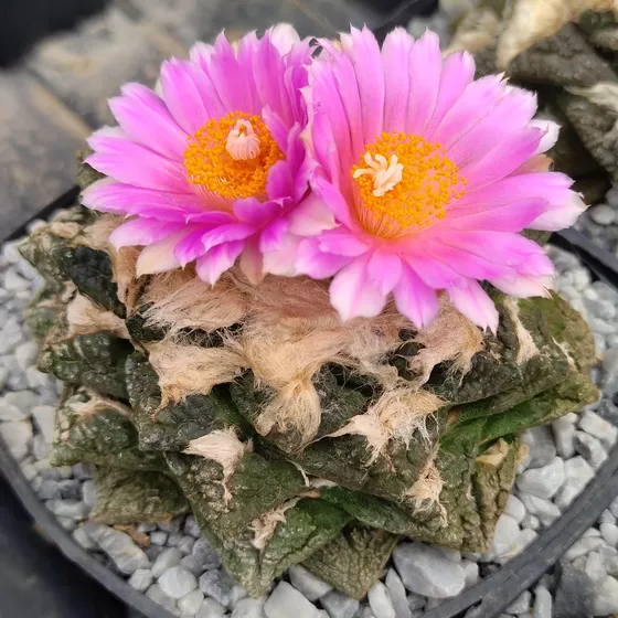 Ariocarpus fissuratus f. intermedius