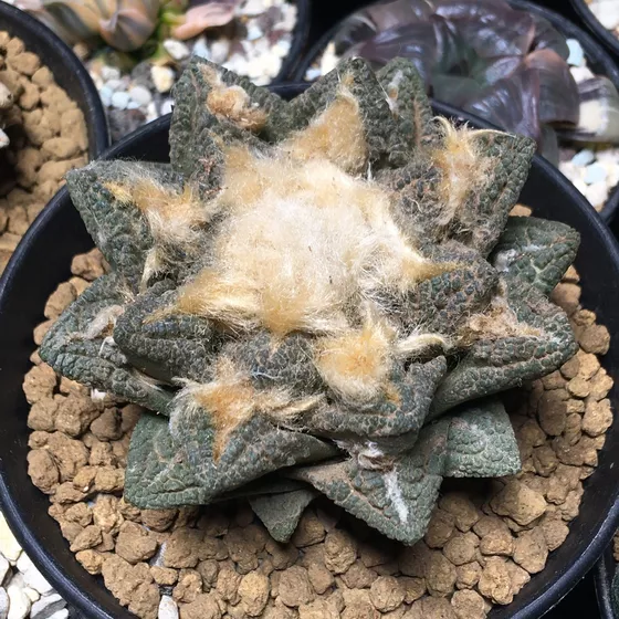 Ariocarpus fissuratus var. pailanus, from the Sierra de la Paila