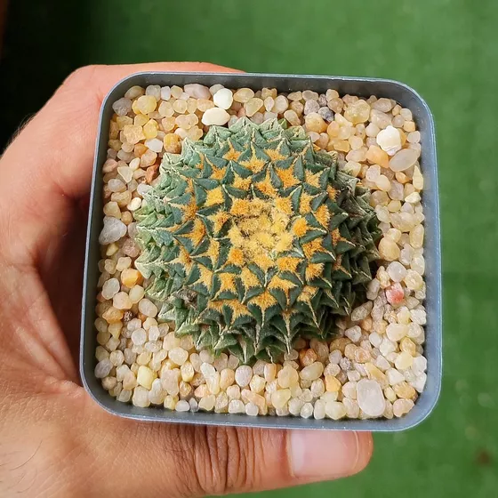Ariocarpus kotschoubeyanus subsp. albiflorus, the white-flowered form