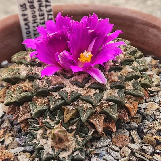 Ariocarpus kotschoubeyanus subsp. elephantidens, the large-tubercled form