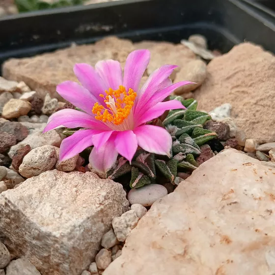 Ariocarpus kotschoubeyanus var. macdowellii