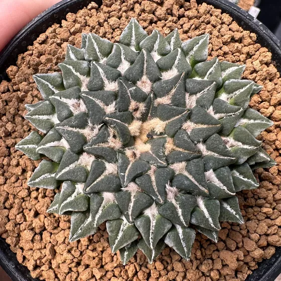 Ariocarpus kotschoubeyanus subsp. sladkovskyi