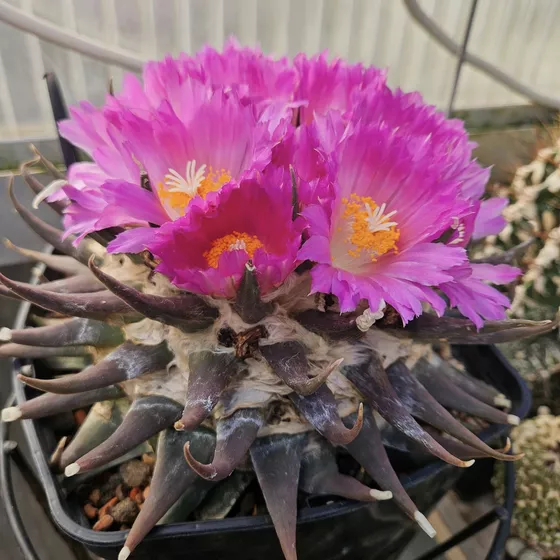 Ariocarpus retusus, the confusus form