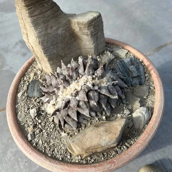 Cristate (crested) Ariocarpus retusus