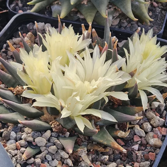 Ariocarpus retusus, elongated form (A. trigonus var. elongatus)