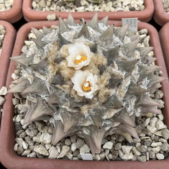 Ariocarpus retusus, broad furfuraceus form, Saltillo (Mesa Garden seed 38)