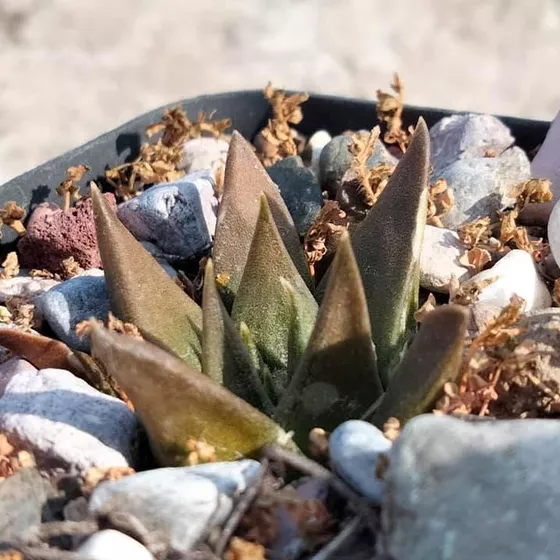 Ariocarpus trigonus var. horacekii, treated by POWO as a synonym of A. retusus