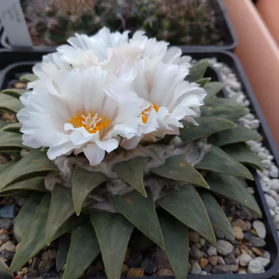 Ariocarpus retusus subsp. panarottoi, a POWO synonym of A. retusus