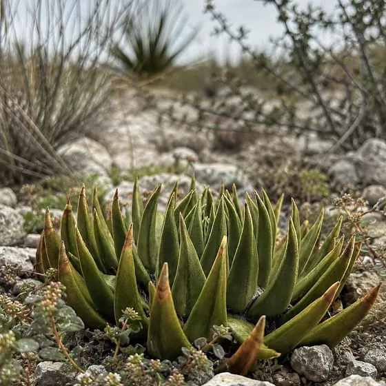 Ariocarpus trigonus in habitat