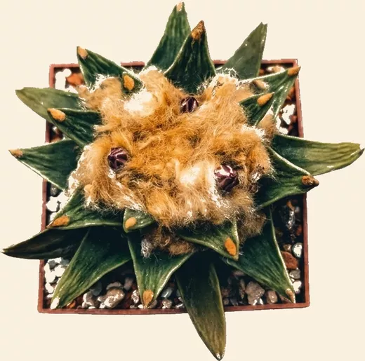 Ariocarpus retusus subsp. scapharostroides, collection VZD117 from El Sabinito, woolly crown in flower
