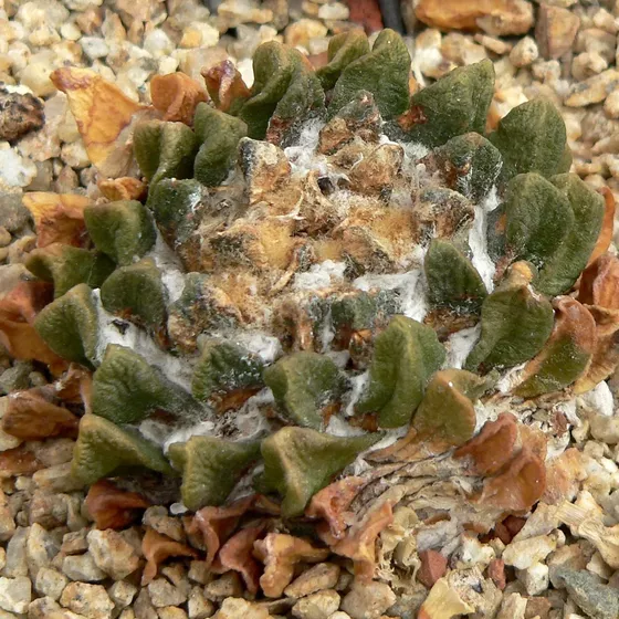 Ariocarpus scaphirostrus, keeled boat-shaped tubercles with a woolly crown