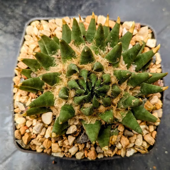Ariocarpus trigonus var. elongatus, the long-tubercled form
