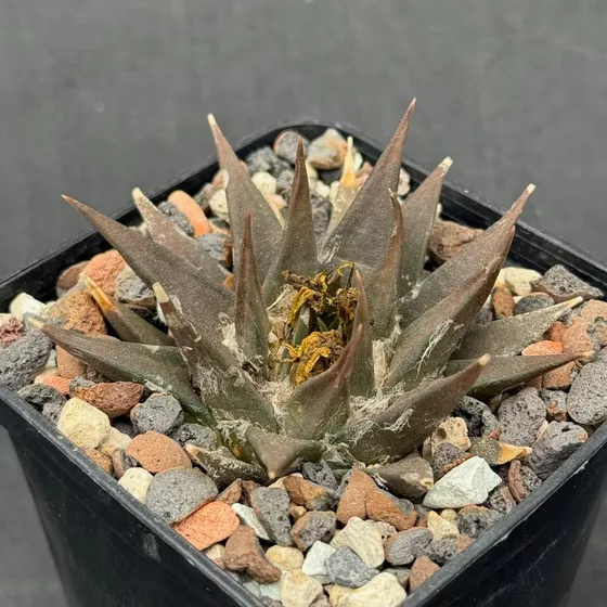 Ariocarpus trigonus f. minor, the small form