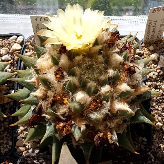 Ariocarpus trigonus (treated by living-rocks as A. retusus subsp. trigonus)
